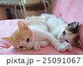 子猫 25091067