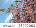桜 25091068