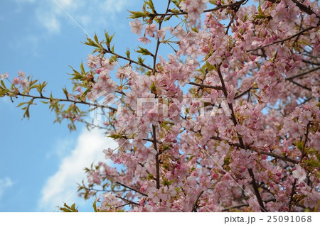 桜 桜 25091068