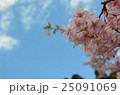 桜 25091069