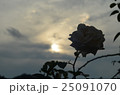 薔薇 25091070