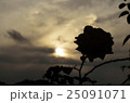 薔薇 25091071