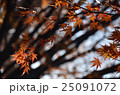 紅葉 25091072