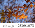 紅葉 25091073