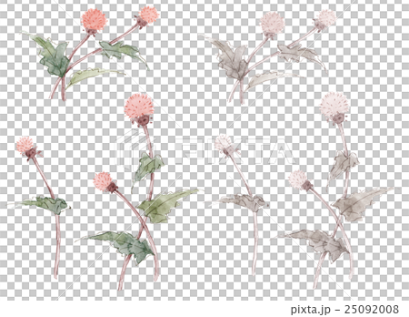 あざみ 25092008