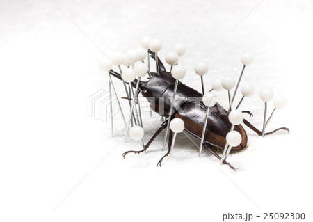 Dried Stag Beetle, Dry Preservation Beetle 25092300