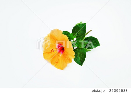 夏の花の背景素材 橙花のハイビカスの花と葉 白バック横位置の写真素材