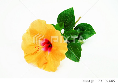 夏の花の背景素材 橙花のハイビカスの花と葉 白バック横位置アップの写真素材