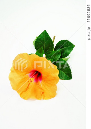 夏の花の背景素材 橙花のハイビカスの花と葉 白バック縦位置アップの写真素材