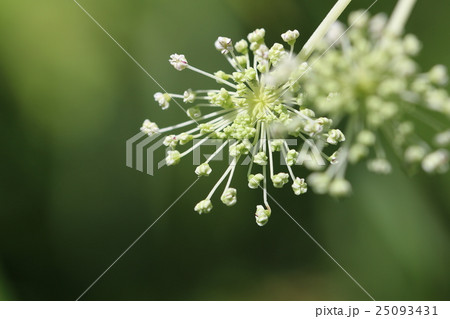 シシウドの蕾 シシウドの蕾 25093431