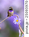 Black chinned Hummingbird 25093970