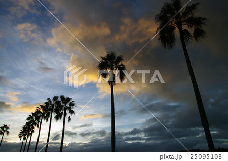 朝のヤシの木 25095103