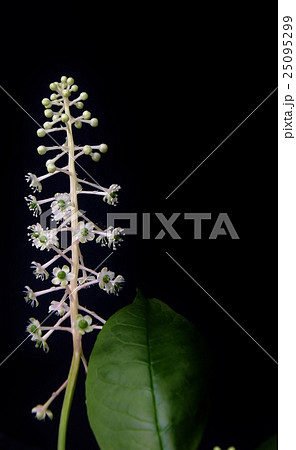 ヨウシュヤマゴボウ(インクベリー)の花 黒バックに映えて ヨウシュヤマゴボウ(インクベリー)の花 黒バックに映えて 25095299