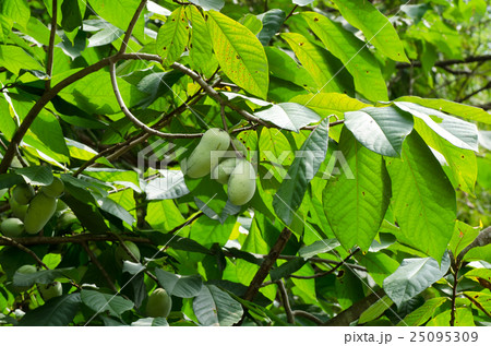 ポポーの木 ポポーの実 学名 Asimina Triloba の写真素材