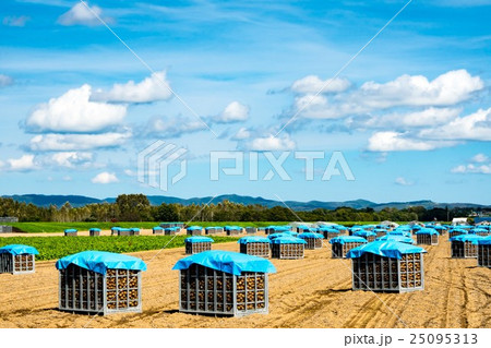 畑作風景 玉葱収穫 (北見市) 畑作風景 玉葱収穫 (北見市) 25095313