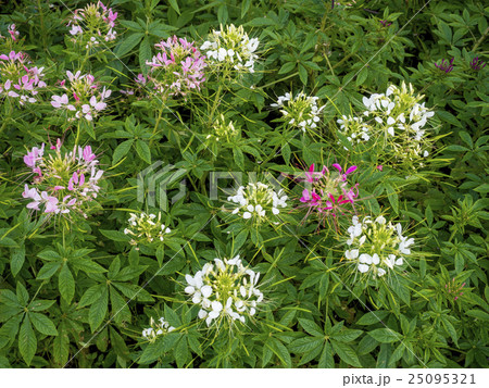 クレオメ クレオメ 25095321