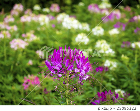 クレオメ クレオメ 25095322