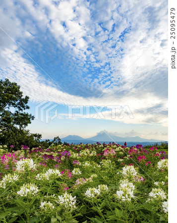 クレオメ クレオメ 25095479