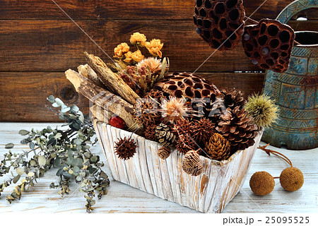 木の実 木の実 25095525