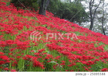 茂木町　城山公園彼岸花 25095588