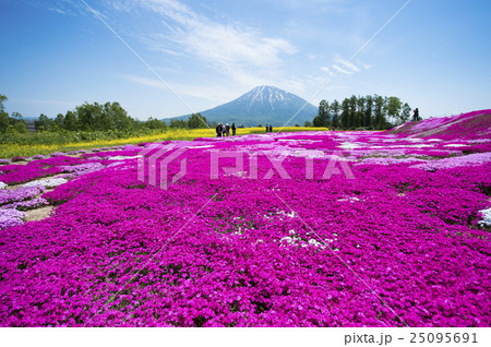 芝ざくらと羊蹄山（ニセコ 三島さん） 25095691