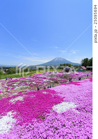 芝ざくらと羊蹄山（ニセコ 三島さん） 25095694