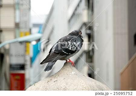 都会の鳩 25095752