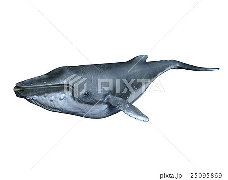 クジラのイラスト素材