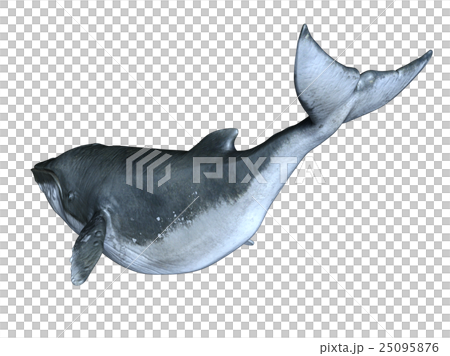 鯨魚 25095876