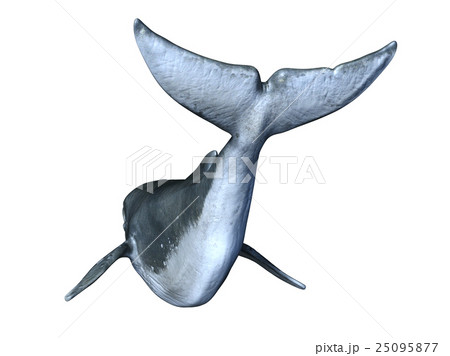 クジラ 25095877
