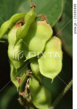 自然　植物　タンキリマメ、若い実です。熟すと莢が赤くなりはじけて中から黒い豆がのぞきます 25095896