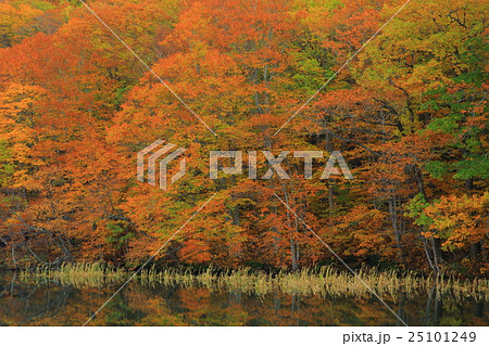 八甲田　蔦沼の紅葉 25101249