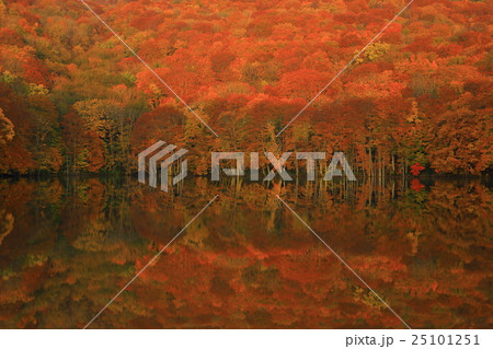 八甲田　蔦沼の紅葉 25101251