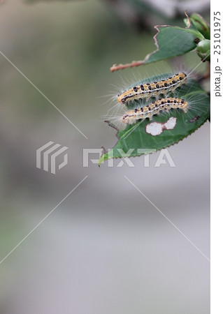 チャドクガの幼虫03 チャドクガの幼虫03 25101975
