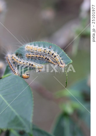 チャドクガの幼虫０５ 25101977
