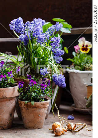 spring flowers 25102087