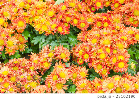 Orange Chrysanthemum flowers in garden 25102190