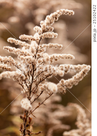 autumn plants autumn plants 25102422