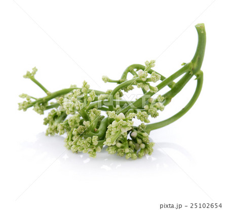 Basella alba or malabar spinach Basella alba or malabar spinach 25102654