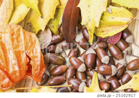 どんぐりと落ち葉 秋のイメージ どんぐりと落ち葉 秋のイメージ 25102917