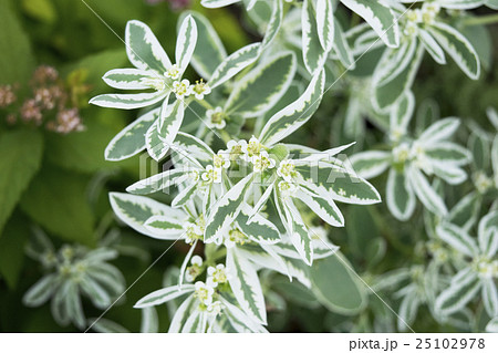 ユーフォルビア 氷河の写真素材
