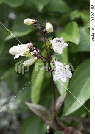 ペンステモン　ハスカーレッド 25102982