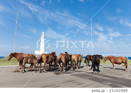 下北半島 尻屋崎 仔馬の寝顔 下北半島 尻屋崎 仔馬の寝顔 25102990