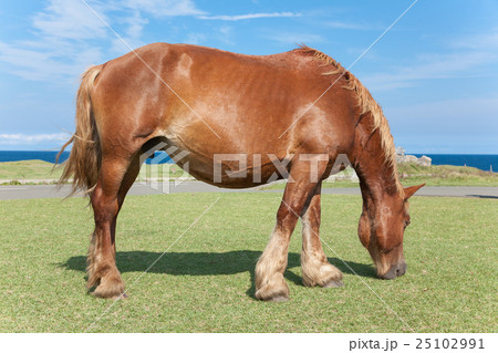 下北半島　尻屋崎　仔馬の寝顔 25102991