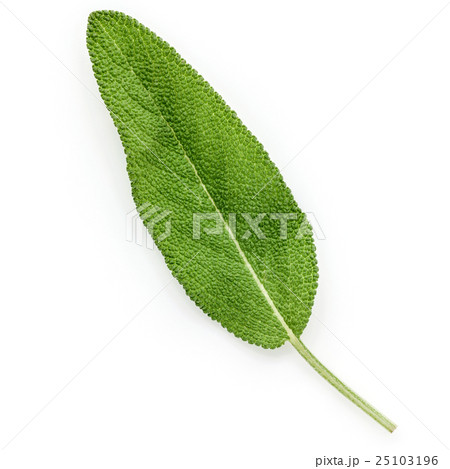 Closeup of single fresh sage leaves isolated. Closeup of single fresh sage leaves isolated. 25103196