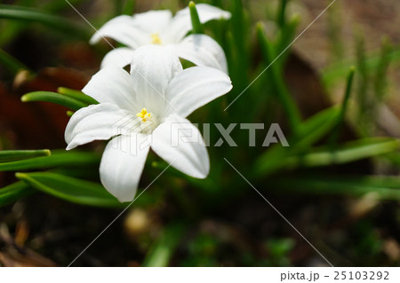 美しい白のチオノドクサ 25103292