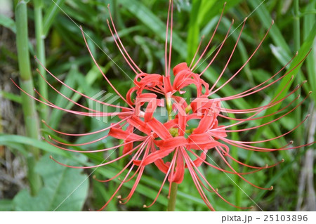 矢勝川沿いの彼岸花 矢勝川沿いの彼岸花 25103896