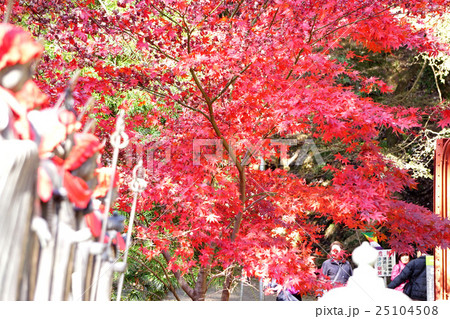 雨降山大山寺の紅葉 雨降山大山寺の紅葉 25104508