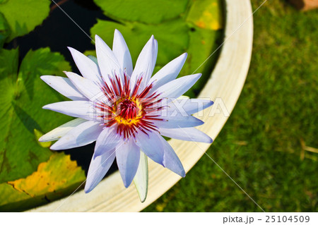 WHITE LOTUS WHITE LOTUS 25104509