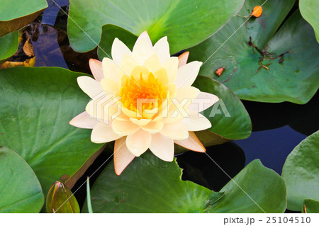 LOTUS LOTUS 25104510
